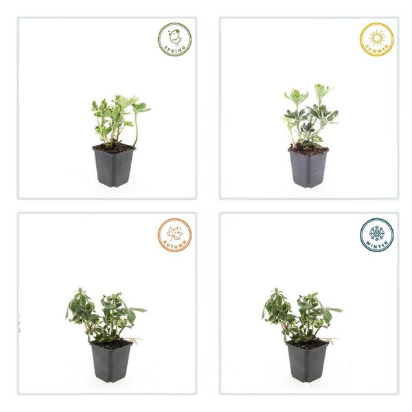 Nahaufnahme einer rosafarbenen Storchschnabelblüte im Garten