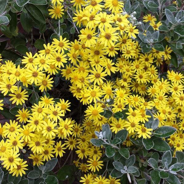 Gelbe Strauchmargerite im Detail