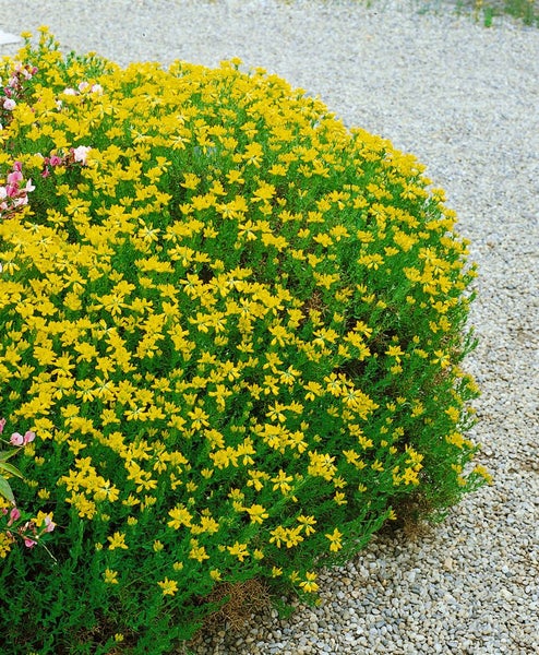 Genista hispanica, Spanischer Ginster, gelb, 20–30 cm