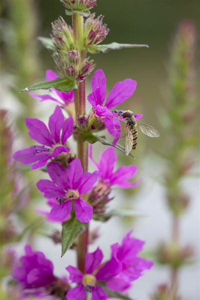 Blütenstand mit purpurfarbenen Blüten und einer Schwebfliege