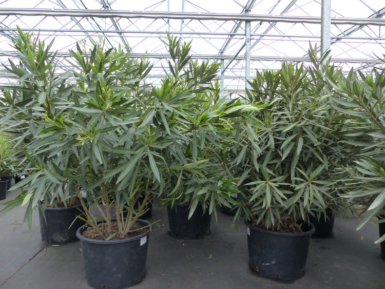 Oleander Premiumqualität 100 - 120 cm Busch Nerium Krone Ø50-60cm Rosenlorbeer Premium rot