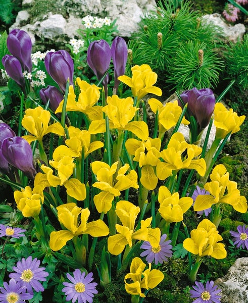 Iris danfordiae, Zwerg-Iris, gelb, ca. 9x9 cm Topf
