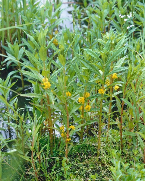 Lysimachia thyrsiflora, Gilbweiderich, gelb, ca. 9x9 cm Topf