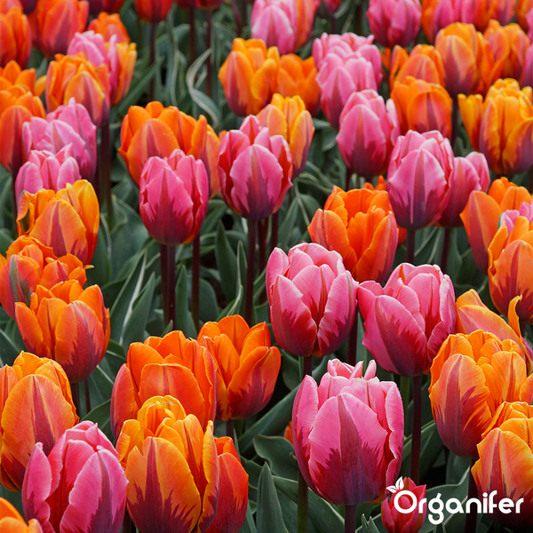Beet mit einer Vielzahl von orangefarbenen und rosafarbenen Tulpen in einem Garten.
