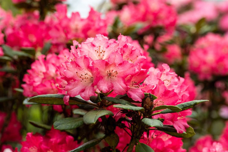 Rhododendron Hybr. 'Berliner Liebe', rosa Blüten, 30–40 cm