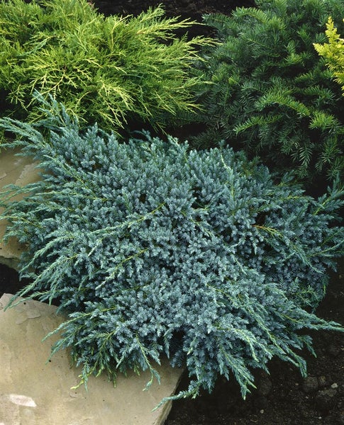 Wacholderstrauch im Gartenbeet