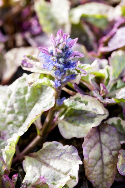 Ajuga reptans 'Burgundy Glow', Günsel, buntes Laub, ca. 9x9 cm Topf