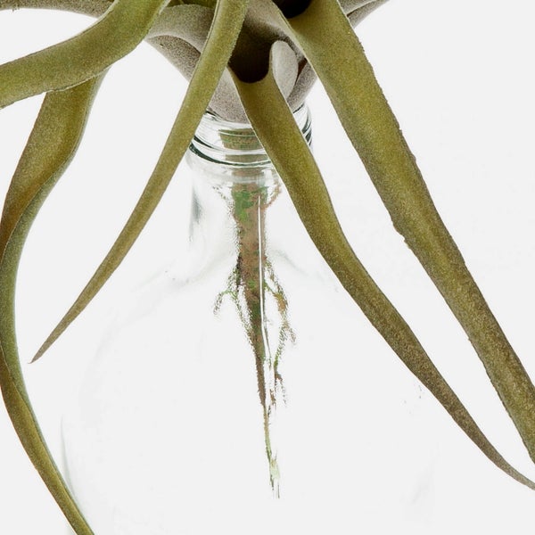 Tillandsia Luftpflanze in einer Klarglasvase, Detailaufnahme.
