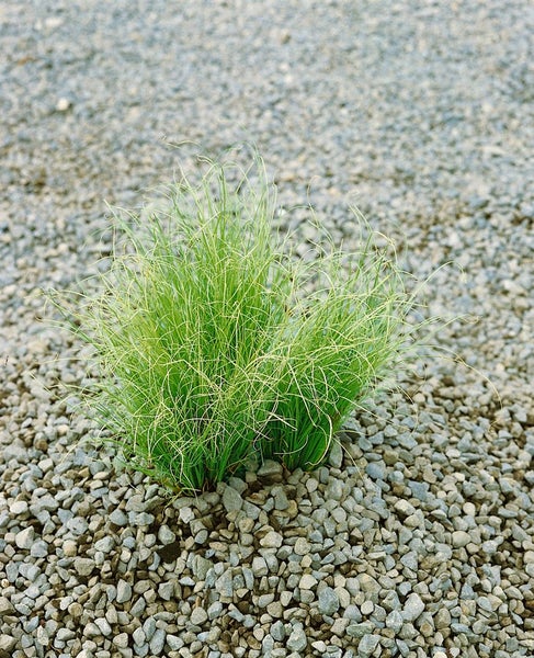 Carex albula 'Frosted Curls', Ziergras, ca. 9x9 cm Topf