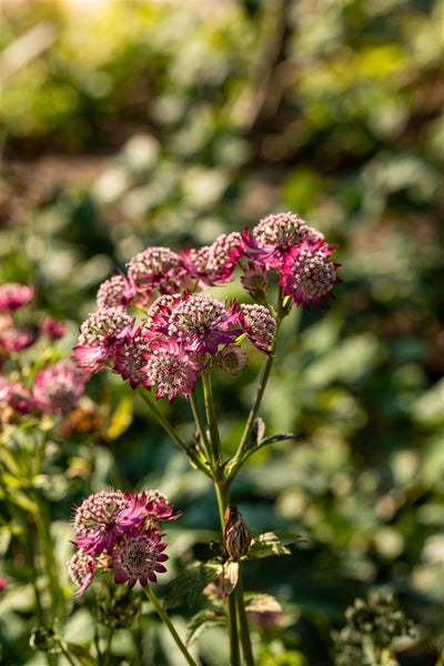 Astrantia major 'Rosensinfonie', Sterndolde, rosa, ca. 9x9 cm Topf