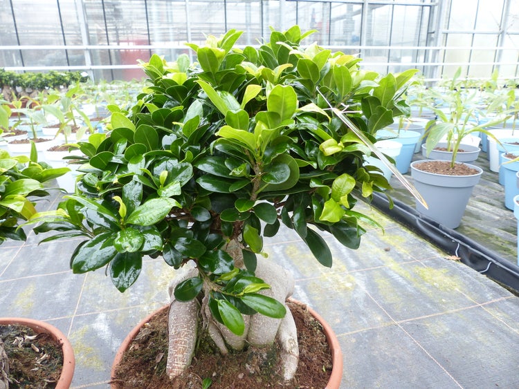 Ein Ficus Ginseng Bonsai mit dickem Wurzelstamm in einem Pflanztopf in einem hellen und organisierten Gewächshaus.