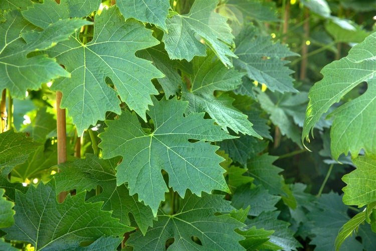 Vitis vinifera 'Phönix', Weinrebe, 80–100 cm