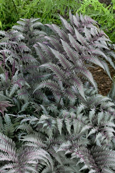 Athyrium niponicum 'Metallicum', Japanischer Regenbogenfarn, ca. 9x9 cm Topf