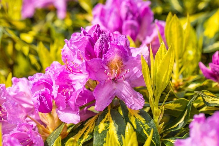 Rhododendron Hybr. 'Goldflimmer', gelb-grün panaschiert, 40–50 cm