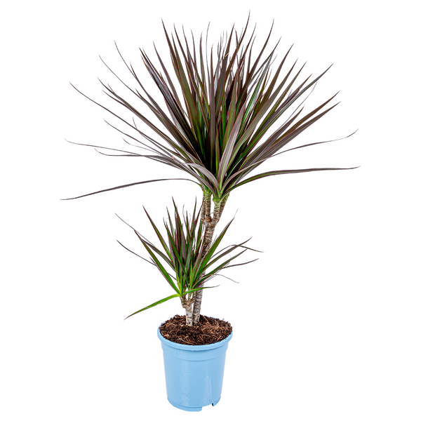 Bloomique - Dracaena Magenta - Drachenbaum - Zimmerpflanzen - Luftreinigend - Sehr pflegeleicht - 60-80 cm Hoch - Topf 17 cm