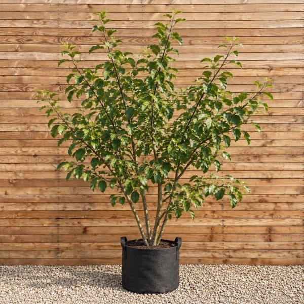 Apfelbaum als Strauch in einem schwarzen Pflanzgefäß aus Textil vor einer Holzfassadenwand