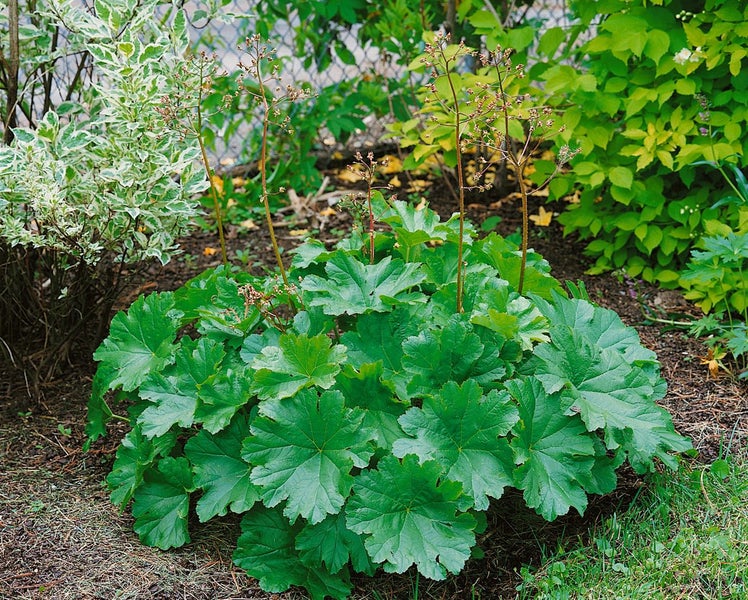 Darmera peltata, Schildblatt, ca. 11x11 cm Topf, dekorative Blätter