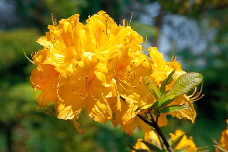 Rhododendron luteum 'Golden Sunset', gelb, 30–40 cm