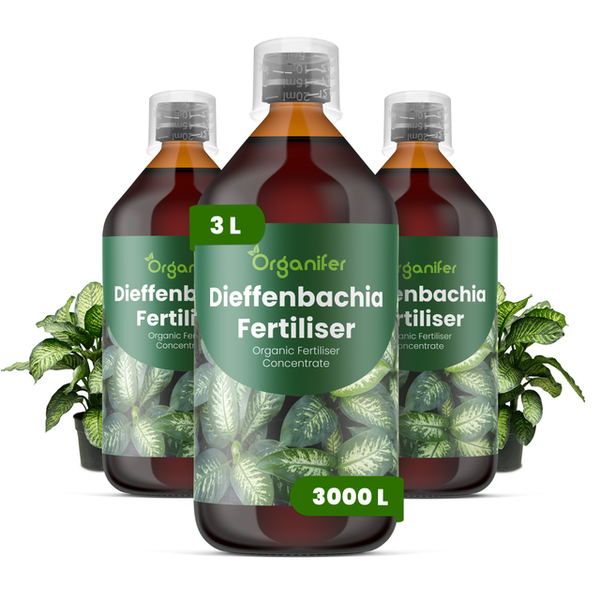 Drei Flaschen Organifer Bio-Flüssigdünger-Konzentrat für Dieffenbachia, insgesamt drei Liter.