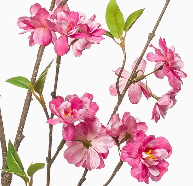 Zwei Calathea Makoyana Zimmerpflanzen mit gestreiften Blättern in schwarzen Töpfen.