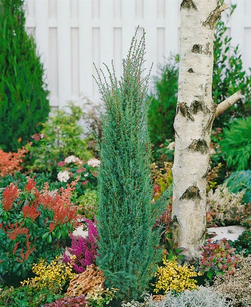 Juniperus communis 'Sentinel', Wacholder, 30–40 cm