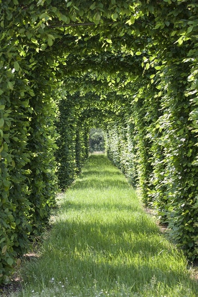 Ein langer Gartenpfad mit einem grünen Laubengang aus dicht bewachsenen Hecken und Bäumen bildet einen natürlichen Tunnel über dem Grasweg.