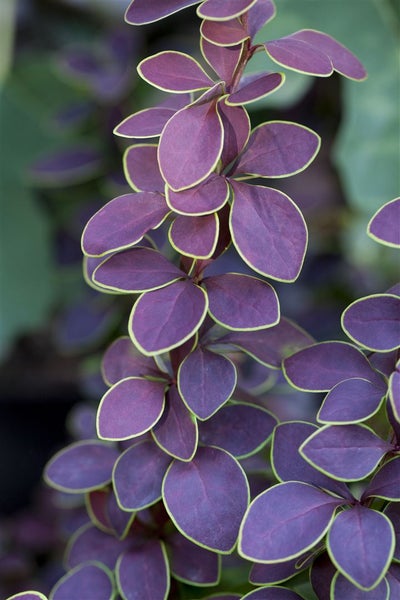 Berberis thunbergii 'Golden Ring', Berberitze, gelb-rot, 40–60 cm