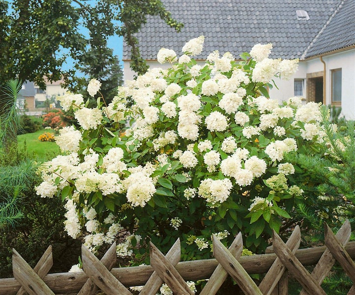 Hydrangea paniculata 'Grandiflora', Rispenhortensie, weiß, 100–125 cm