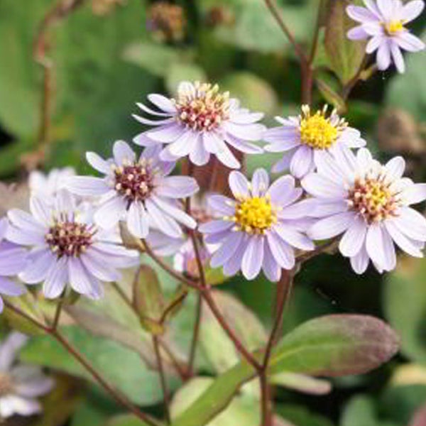 Nahaufnahme einer Traubenasterpflanze mit Blüten