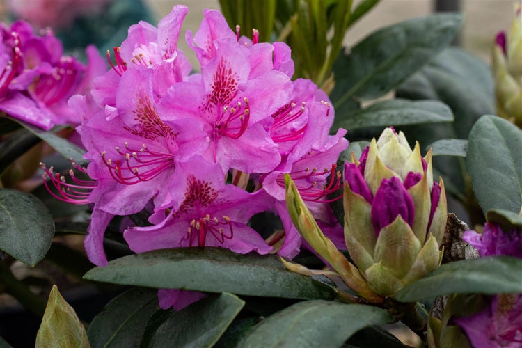 Rhododendron Hybr. 'Pink Purple Dream', rosa-lila Blüten, 60–70 cm