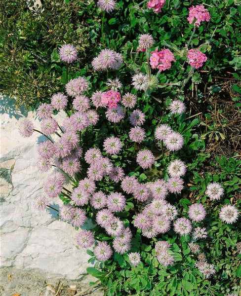 Globularia punctata, Kugelblume, ca. 9x9 cm Topf, kompakt