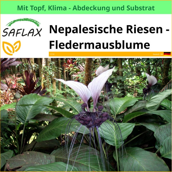 Nepalesische Riesen Fledermausblume im Topf mit Klima Abdeckung und Substrat