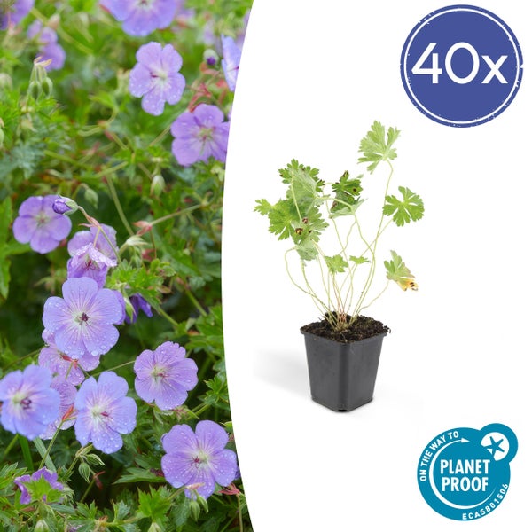 Bodendecker - Storchschnabel - Geranium 'Rozanne' - 9cm Topf - Set mit 40 Pflanzen