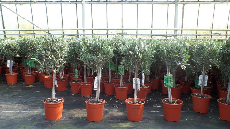 Olivenbaum Stamm Olive 80 - 100 cm hoch, beste Qualität, Olea Europaea