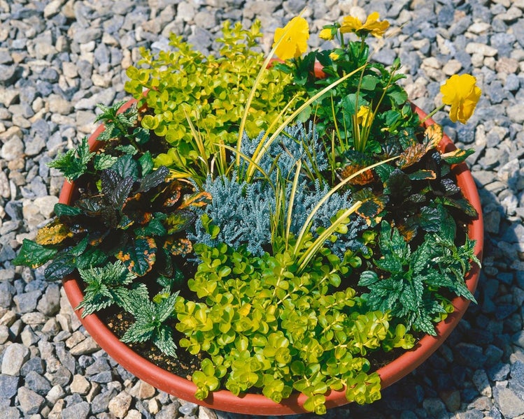 Bepflanzter Blumentopf mit verschiedenen Pflanzen und gelben Blüten