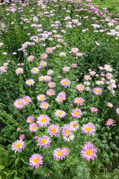Tanacetum coccineum 'Robinsons Rosa', rosa, ca. 9x9 cm Topf