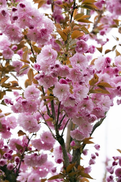 Prunus serrulata 'Kanzan', Japanische Blütenkirsche, rosa, 40–60 cm