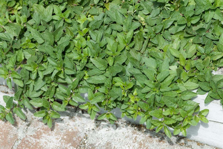 Nahaufnahme von Oregano im Gartenbeet.