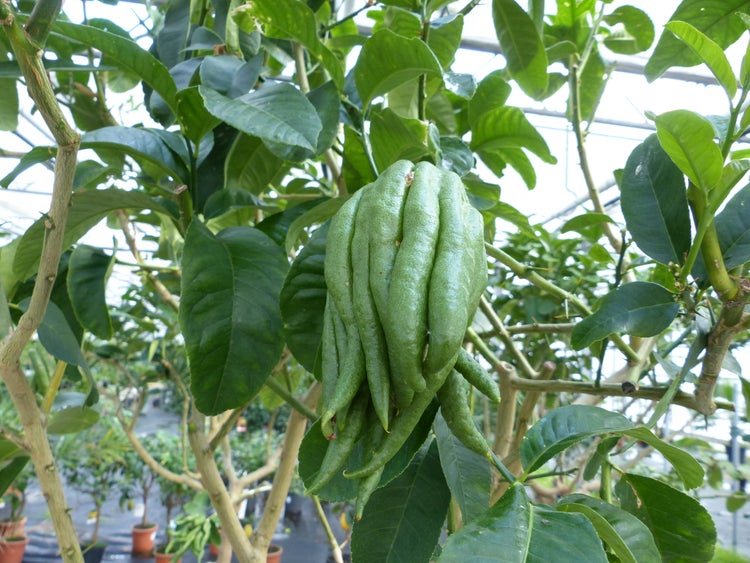 Eine grüne Buddhas Hand Zitrone an einem Zitrusbaum mit Blättern im Gewächshaus.
