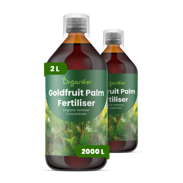 Goldfruit Palm Flüssigdünger 2x1L – 2-1-8 NPK – Flüssig-Pflanzendünger für Goldfruchtpalmen – Organifer