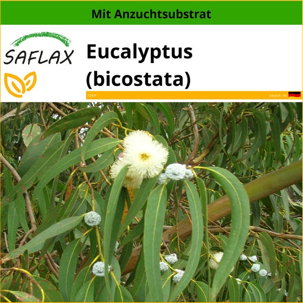 SAFLAX  - Eucalyptus (bicostata) - Eucalyptus globulus bicostata - 100 Samen - Mit keimfreiem Anzuchtsubstrat