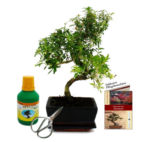 Bonsai - Serissa foetida - Junischnee - ca. 8 Jahre - Geschenkset mit Dünger und Schere