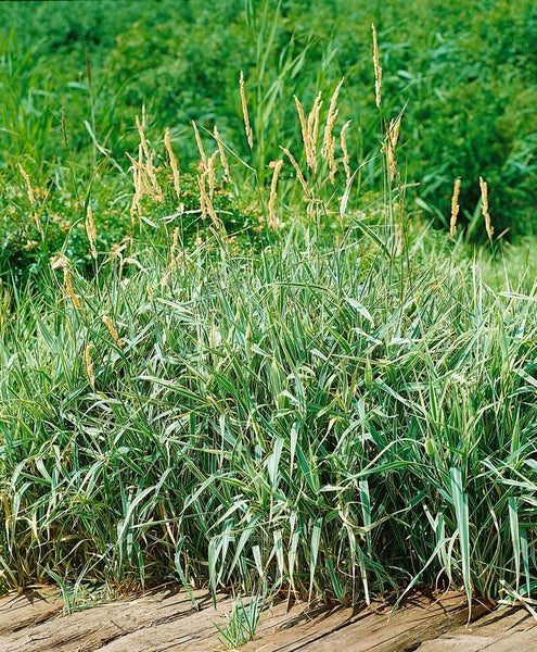 Phalaris arundinacea, Rohrglanzgras, ca. 9x9 cm Topf