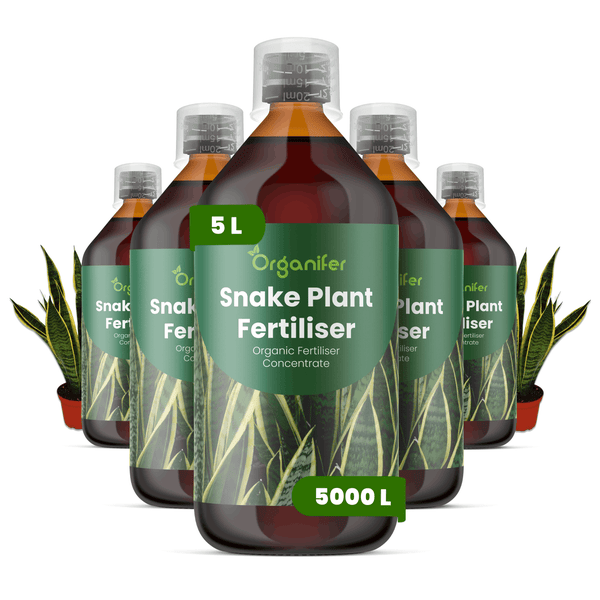Fünf Flaschen Organifer Bogenhanf-Dünger, 5 Liter Konzentrat für 5000 Liter Gießwasser, mit Sansevieria-Pflanzen.