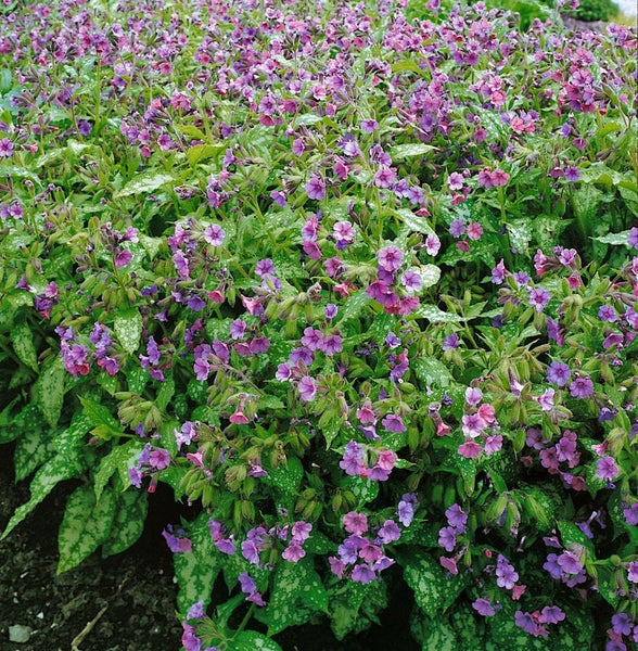 Pulmonaria saccharata, Lungenkraut, gefleckte Blätter, ca. 9x9 cm Topf