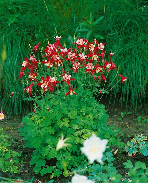 Aquilegia caerulea 'Crimson Star', Akelei, rot-weiß, ca. 9x9 cm Topf