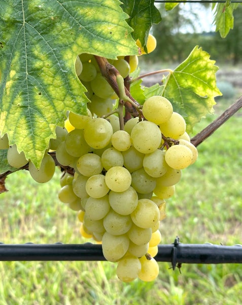 Eine Traube von hellen Weintrauben an einer Rebe mit Weinblättern im Weinberg.