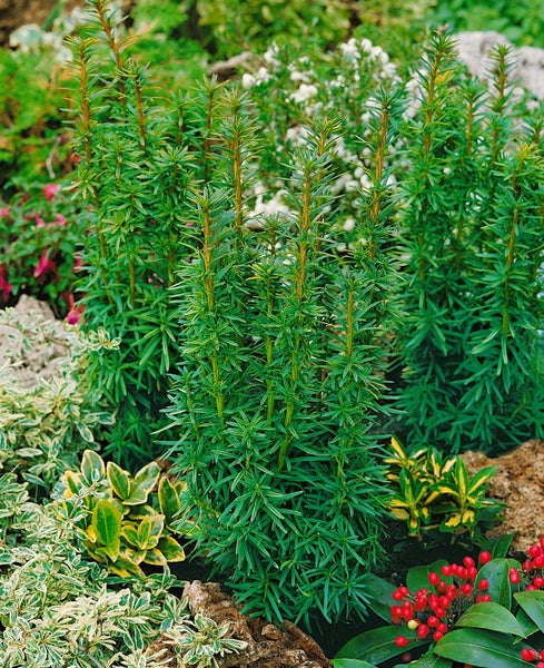 Taxus baccata 'David', Eibe, immergrün, 25–30 cm