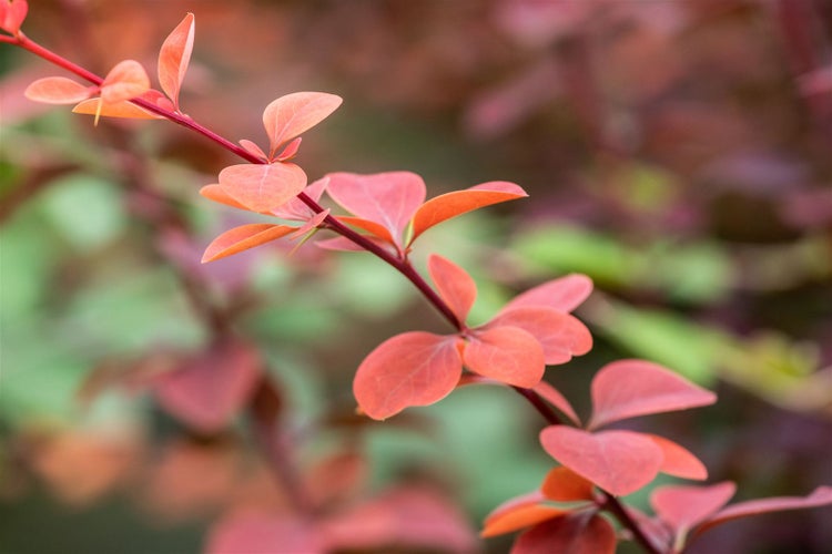 Berberis ottawensis 'Superba', Blutberberitze, rotlaubig, 40–60 cm