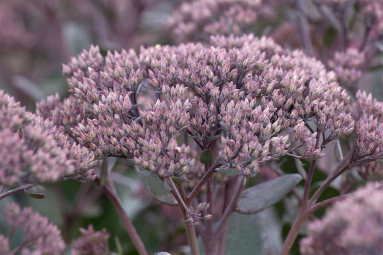 Sedum telephium, Fetthenne, ca. 9x9 cm Topf, sukkulent